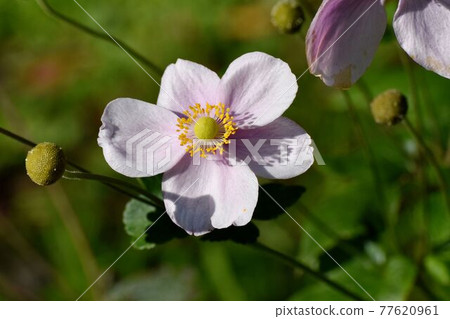 Pink anemone flowers blooming in the botanical garden of Jindaiji Motomachi, Chofu City Pink anemone flowers blooming in the botanical garden of Jindaiji Motomachi, Chofu City 77620961