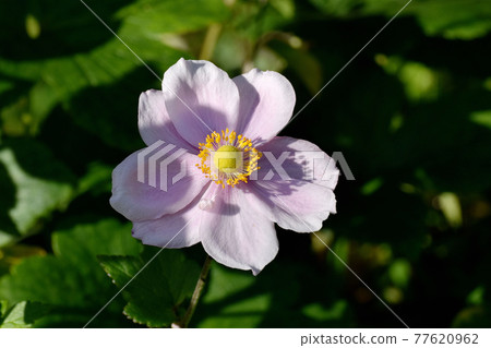 Pink anemone flowers blooming in the botanical garden of Jindaiji Motomachi, Chofu City 77620962
