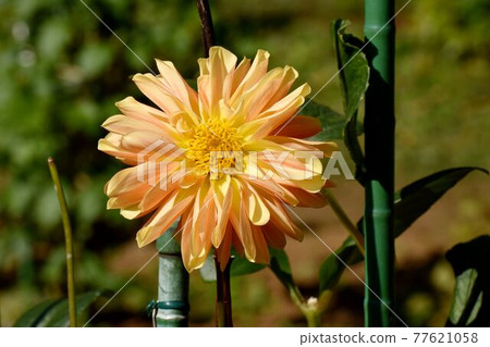 Orange dahlia (bohemian orange) flowers blooming in the botanical garden of Jindaiji Motomachi, Chofu City Orange dahlia (bohemian orange) flowers blooming in the botanical garden of Jindaiji Motomachi, Chofu City 77621058