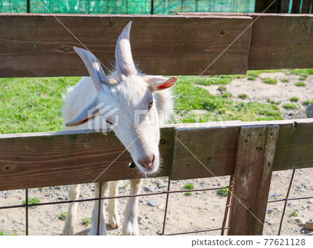 Goat coming out of the fence of Fureai Farm in Yokkaichi, Mie Prefecture 77621128