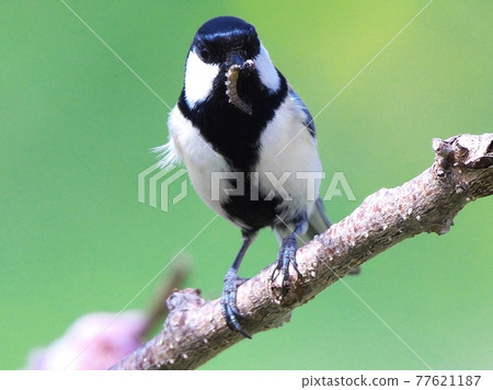 Cute great tit in early spring Cute great tit in early spring 77621187