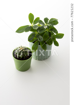Studio shot of foliage plants Studio shot of foliage plants 77621232