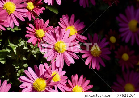 Pink chrysanthemum flowers blooming in the botanical garden of Jindaiji Motomachi, Chofu City Pink chrysanthemum flowers blooming in the botanical garden of Jindaiji Motomachi, Chofu City 77621264