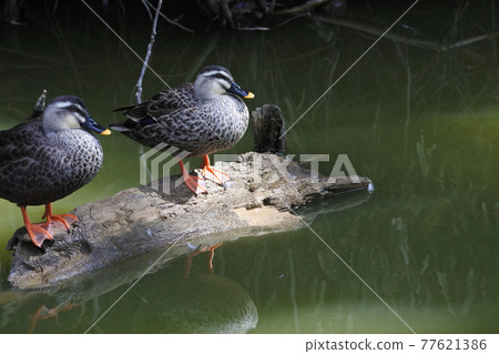 Two spot-billed ducks, male and female, are relaxing on the dead tree in the pond. 77621386