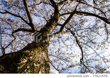 Cherry Blossoms Cherry Blossoms 77621459