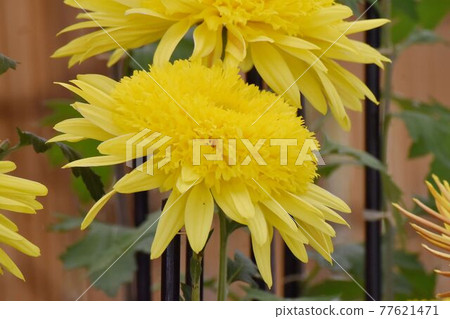 調布市元町神大寺植物園盛開的黃色古典菊花 77621471