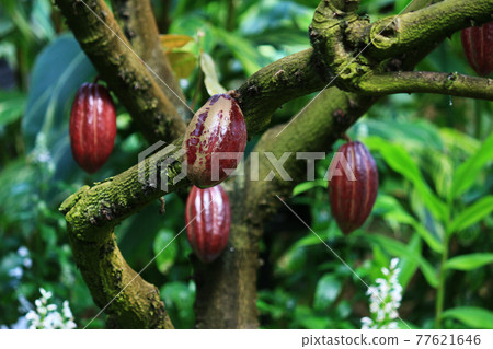 大紅色成熟可可果 77621646