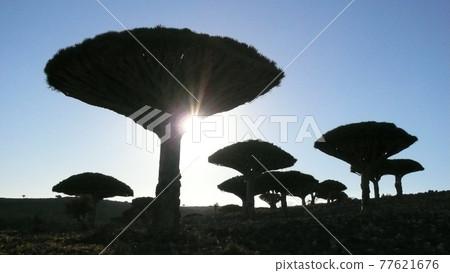 Dragon Blood Tree on Socotra Island, a World Heritage Site 77621676