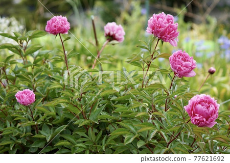 Flowers blooming side by side 77621692