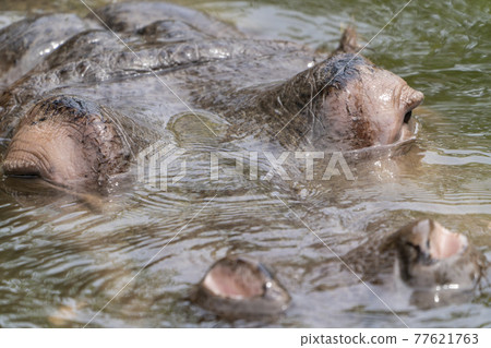 A hippopotamus that appeared for breathing, Sendai City, Miyagi Prefecture 77621763