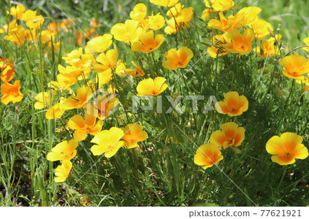 California poppy orange flowers blooming in spring park California poppy orange flowers blooming in spring park 77621921
