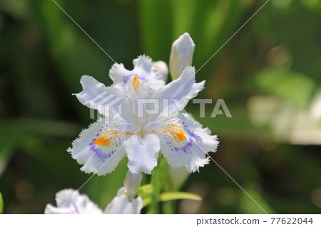 Butterflies / Yamadera (Yamagata City, Yamagata Prefecture) Butterflies / Yamadera (Yamagata City, Yamagata Prefecture) 77622044