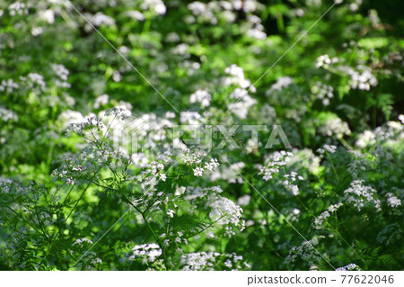 牛歐芹花山寺（山形縣山形市） 77622046