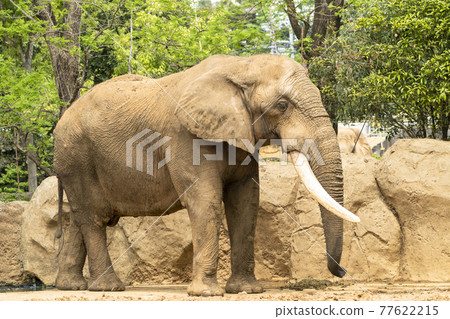 African elephant Sendai City, Miyagi Prefecture African elephant Sendai City, Miyagi Prefecture 77622215