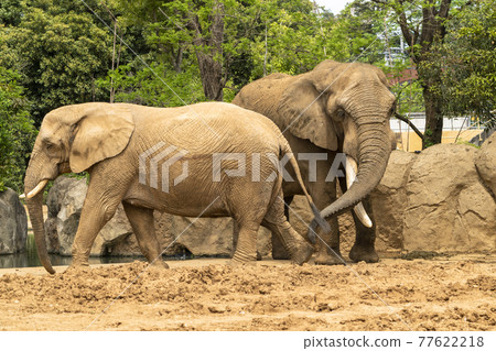 宮城縣仙台市非洲象 77622218