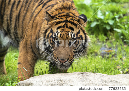 Sumatran tiger with glares, Taihaku-ku, Sendai 77622283