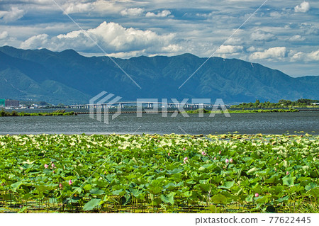 草津水生植物園-水上森林 草津水生植物園-水上森林 77622445