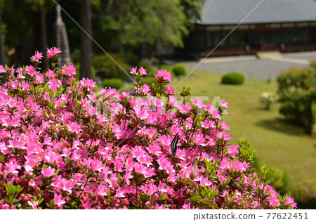 杜鵑花的花 杜鵑花的花 77622451