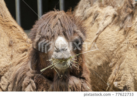 Bactrian camel face Sendai City, Miyagi Prefecture Bactrian camel face Sendai City, Miyagi Prefecture 77622733