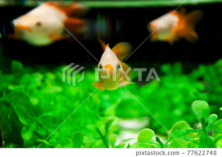 金魚六尺 金魚六尺 77622748