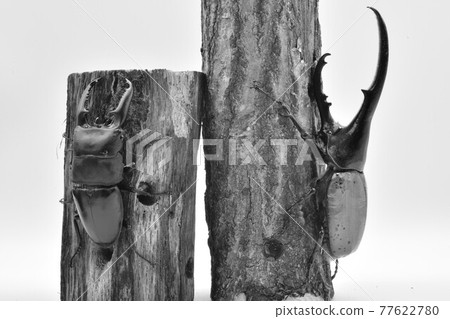 Insect battle stag beetle vs. beetle 77622780