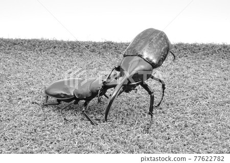 昆蟲戰鬥鍬蟲與甲蟲 77622782