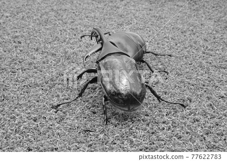 Insect battle stag beetle vs. beetle Insect battle stag beetle vs. beetle 77622783