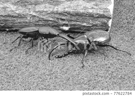Insect battle stag beetle vs. beetle 77622784