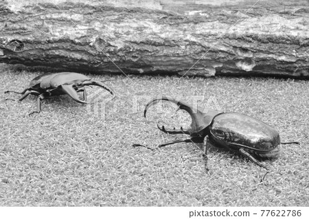 Insect battle stag beetle vs. beetle 77622786