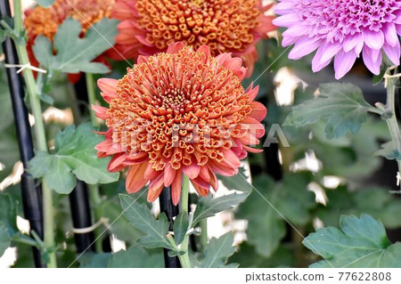 Orange classic chrysanthemum flowers blooming in the botanical garden of Jindaiji Motomachi, Chofu City Orange classic chrysanthemum flowers blooming in the botanical garden of Jindaiji Motomachi, Chofu City 77622808