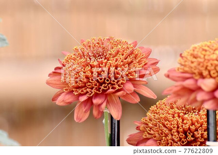 Orange classic chrysanthemum flowers blooming in the botanical garden of Jindaiji Motomachi, Chofu City Orange classic chrysanthemum flowers blooming in the botanical garden of Jindaiji Motomachi, Chofu City 77622809
