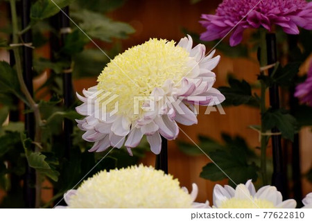 A pale yellow classic chrysanthemum flower that blooms in the botanical garden of Jindaiji Motomachi, Chofu City. A pale yellow classic chrysanthemum flower that blooms in the botanical garden of Jindaiji Motomachi, Chofu City. 77622810