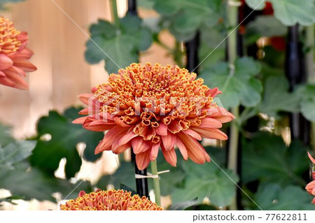 Orange classic chrysanthemum flowers blooming in the botanical garden of Jindaiji Motomachi, Chofu City Orange classic chrysanthemum flowers blooming in the botanical garden of Jindaiji Motomachi, Chofu City 77622811