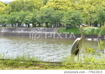 Nature birds in Hiroshima Peace Memorial Park 77622813