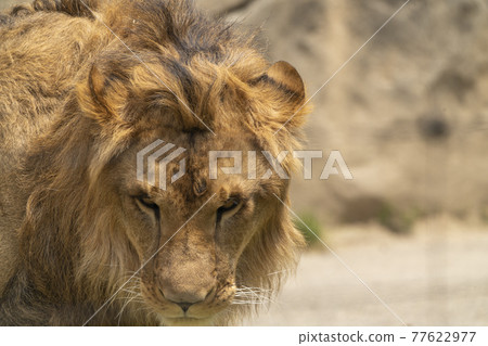 仙台市大白區獅子旅館 77622977