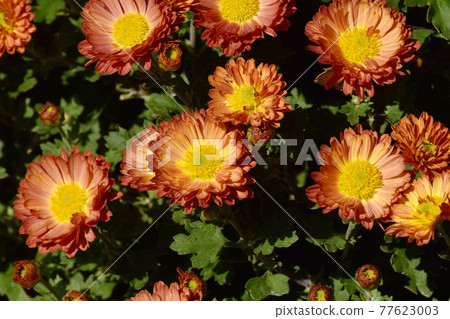 調布市神大寺元町植物園盛開的橙菊花 77623003