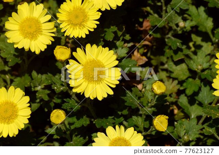 調布市神大寺元町植物園盛開的黃菊花 77623127