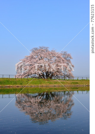 One cherry tree of Izaka Pond One cherry tree of Izaka Pond 77623155
