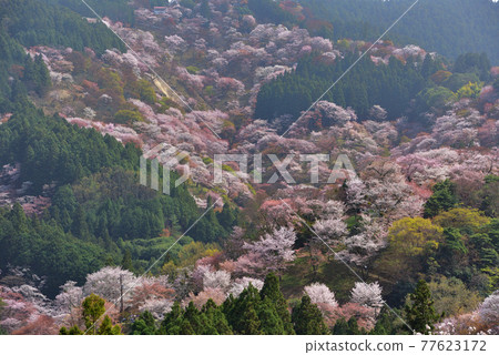 吉野山櫻桃樹 吉野山櫻桃樹 77623172