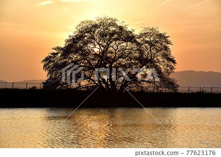 One cherry tree of Izaka Pond 77623176