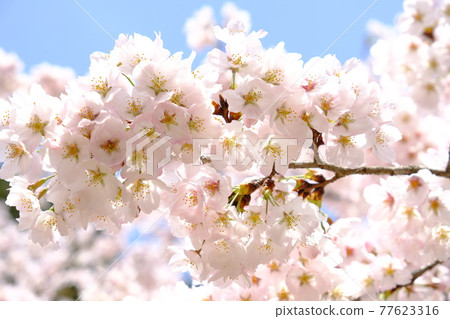 櫻花 櫻花 77623316