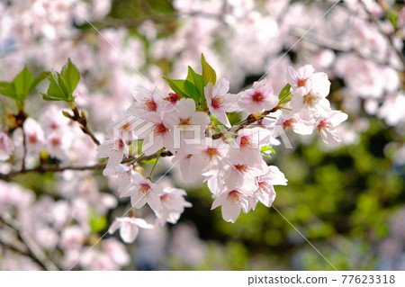 櫻花 櫻花 77623318