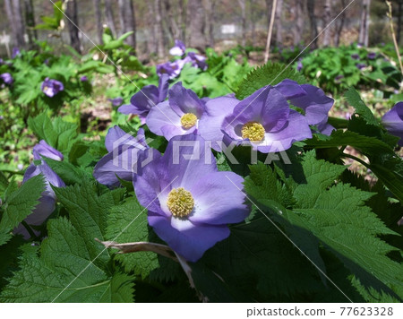 Beautiful and pretty Glaucidium palmatum Beautiful and pretty Glaucidium palmatum 77623328