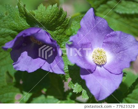 Beautiful and pretty Glaucidium palmatum Beautiful and pretty Glaucidium palmatum 77623329