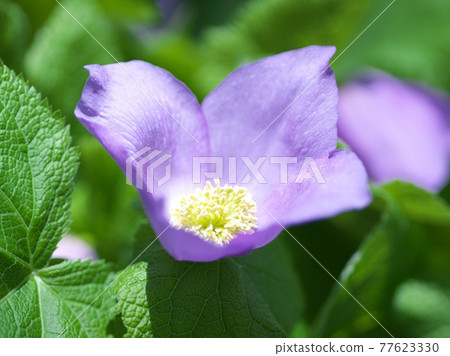 Beautiful and pretty Glaucidium palmatum Beautiful and pretty Glaucidium palmatum 77623330