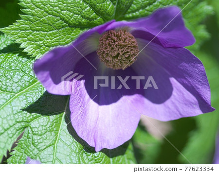 Beautiful and pretty Glaucidium palmatum Beautiful and pretty Glaucidium palmatum 77623334