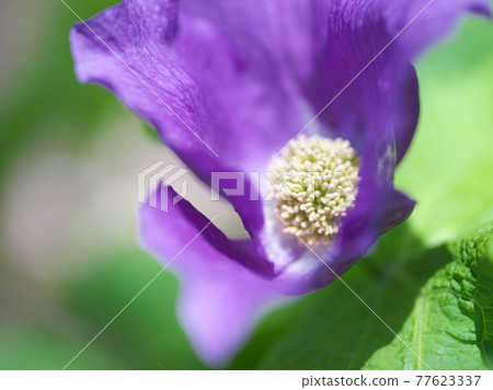 Beautiful and pretty Glaucidium palmatum Beautiful and pretty Glaucidium palmatum 77623337