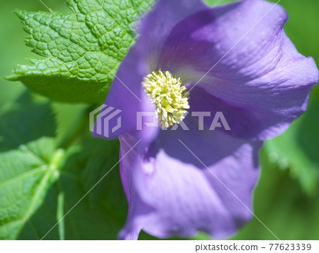 Beautiful and pretty Glaucidium palmatum Beautiful and pretty Glaucidium palmatum 77623339