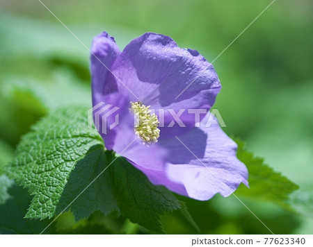 Beautiful and pretty Glaucidium palmatum Beautiful and pretty Glaucidium palmatum 77623340
