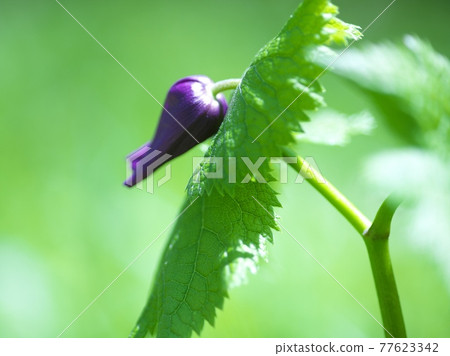 Beautiful and pretty Glaucidium palmatum Beautiful and pretty Glaucidium palmatum 77623342